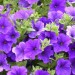 Petunia Royal Blue - Image 2